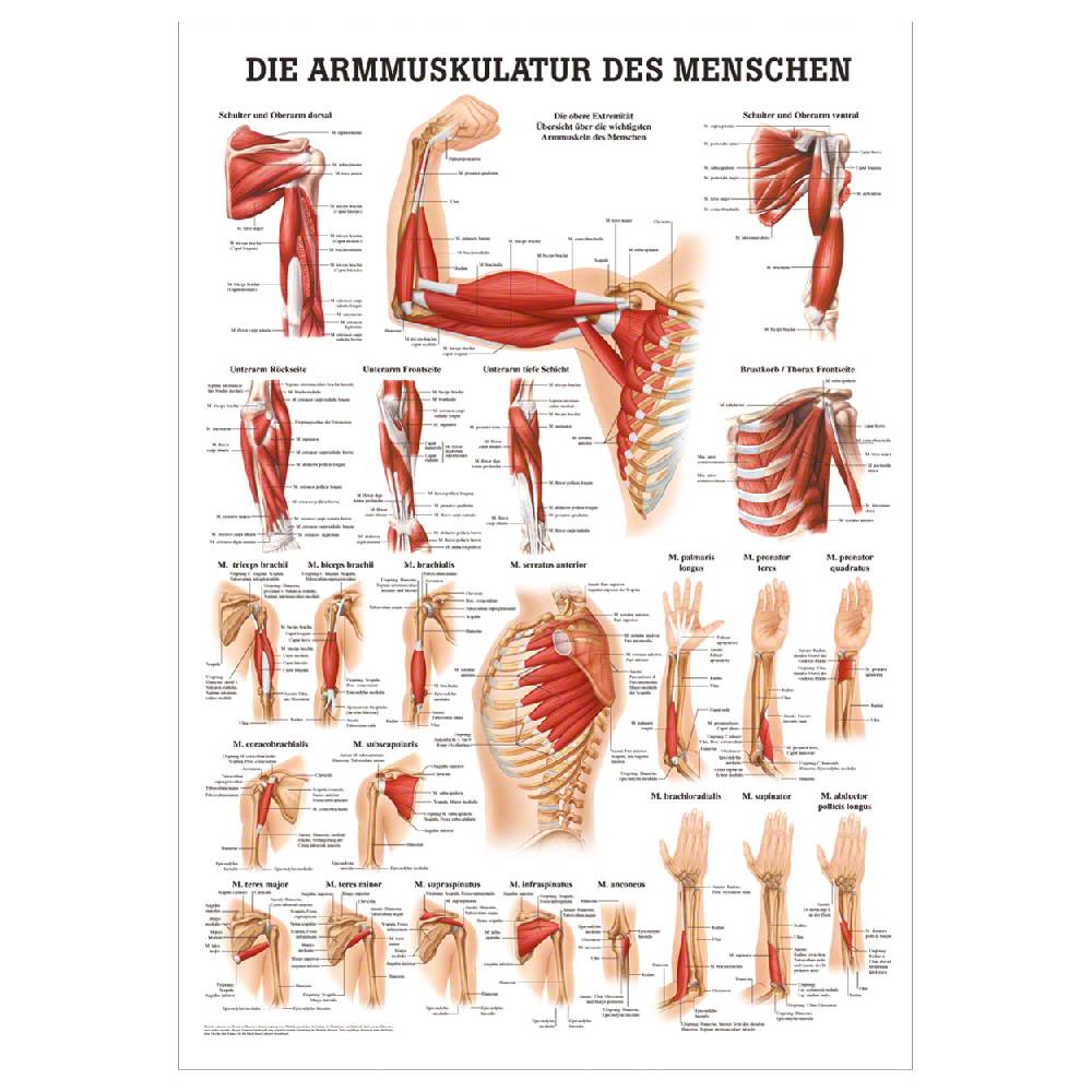 Sport Tec Mini-Poster "Armmuskulatur", LxB 34x24 cm