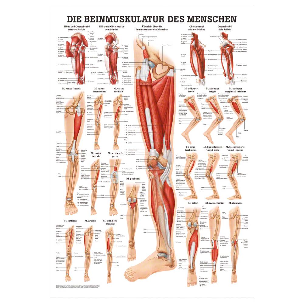 Sport Tec Mini-Poster "Die Beinmuskulatur", LxB 34x24 cm