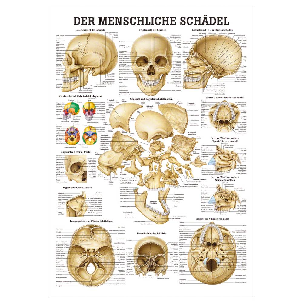 Sport Tec Mini-Poster "Schädel und Schädelknochen", LxB 34x24 cm Flash Sale
