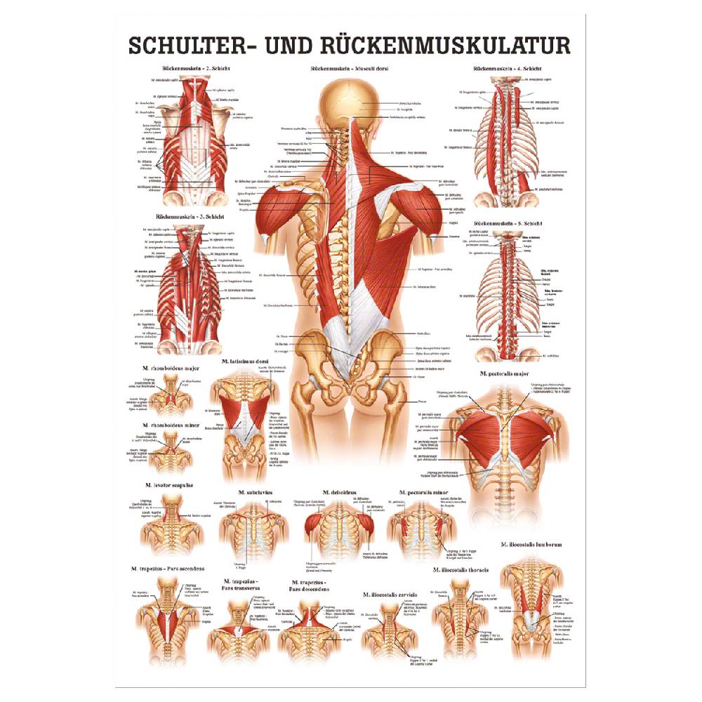 Sport Tec Mini-Poster "Schulter- u. Rückenmuskulatur", LxB 34x24 cm Exklusivangebot