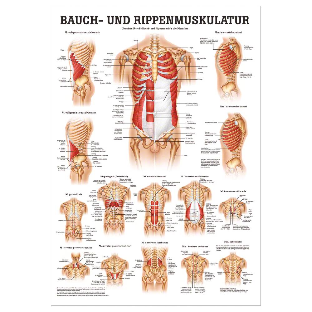 Sport Tec Mini-Poster "Bauch- u. Rippenmuskulatur", LxB 34x24 cm Preisnachlass