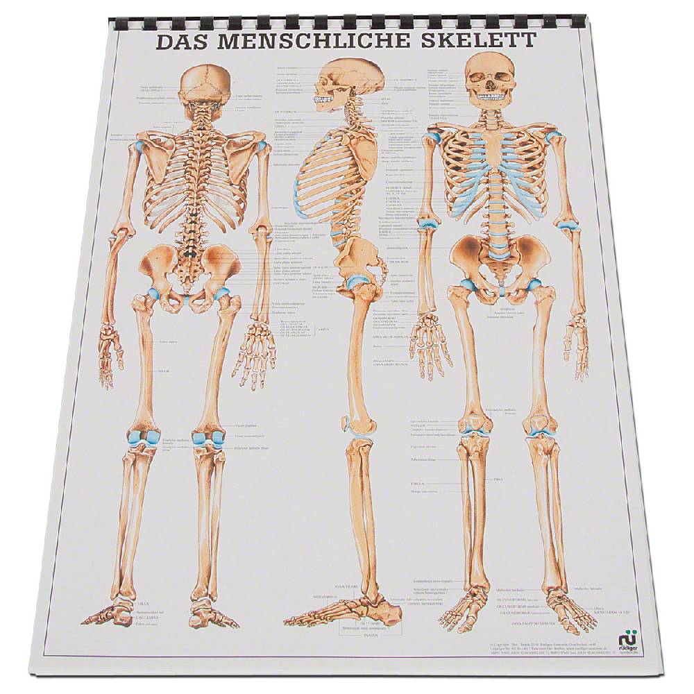 Sport Tec Mini-Poster Set, 20 Stück Saisonschlussverkauf