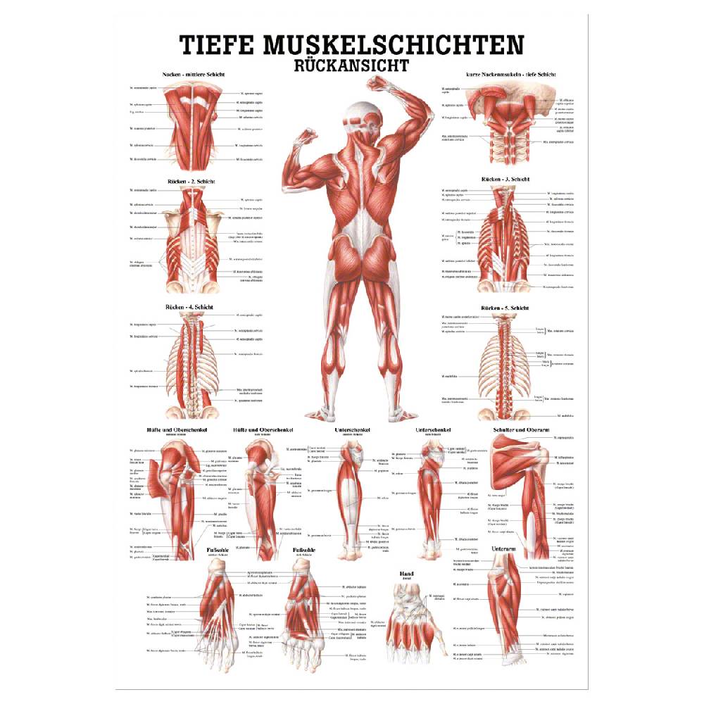 Sport Tec Mini-Poster "Tiefe Muskelschichten-Rücken", LxB 34x24 cm Black Friday