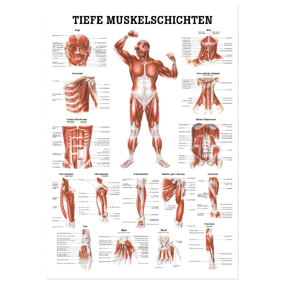 Sport Tec Mini-Poster "Tiefe Muskelschichten-Brust", LxB 34x24 cm Cyber Monday