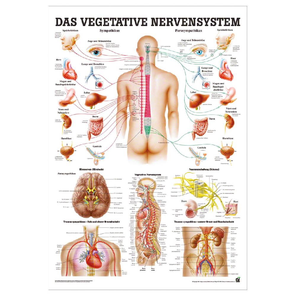 Sport Tec Mini-Poster "Vegetatives Nervensystem", LxB 34x24 cm Muttertagsangebot