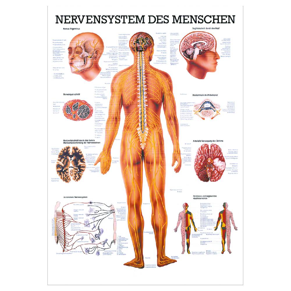 Sport Tec Mini-Poster "Nervensystem", LxB 34x24 cm Jubiläumsangebot