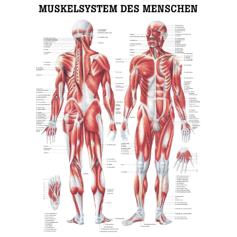 Sport Tec Mini-Poster "Menschliches Muskelsystem", LxB 34x24 cm Lagerräumung
