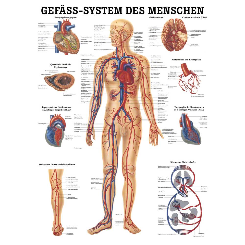 Sport Tec Mini-Poster "Gefäßsystem", LxB 34x24 cm Heißer Verkauf