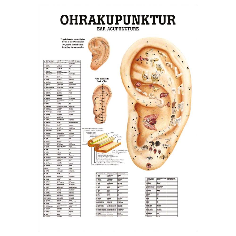 Sport Tec Mini-Poster "Ohrakupunktur", LxB 34x24 cm