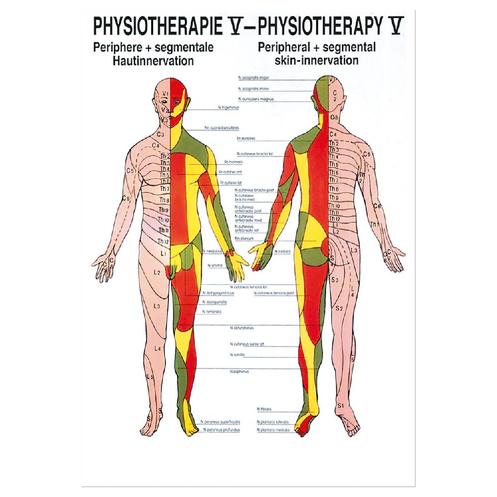 Sport Tec Mini-Poster "Hautinnervation", LxB 34x24 cm Begrenzte Freigabe