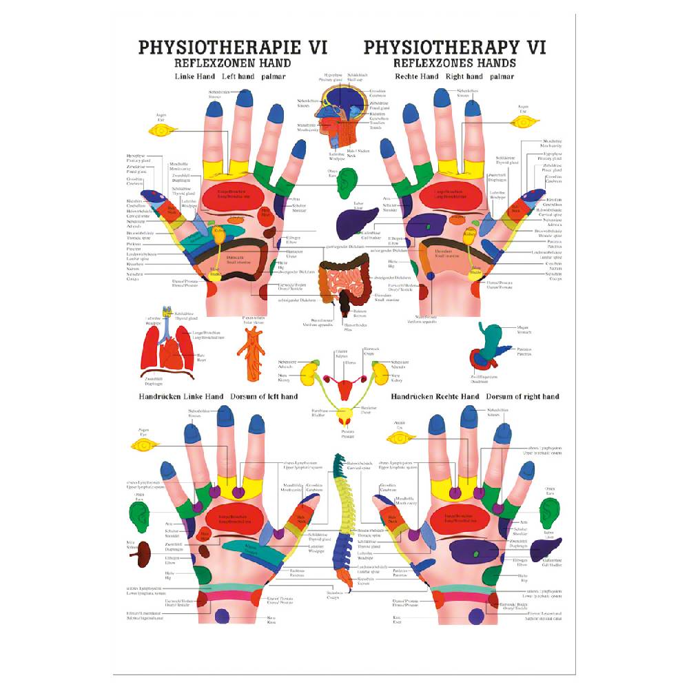 Sport Tec Mini-Poster "Reflexzonen Hand", LxB 34x24 cm