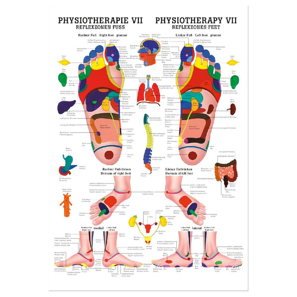 Sport Tec Mini-Poster "Reflexzonen Fuss", LxB 34x24 cm
