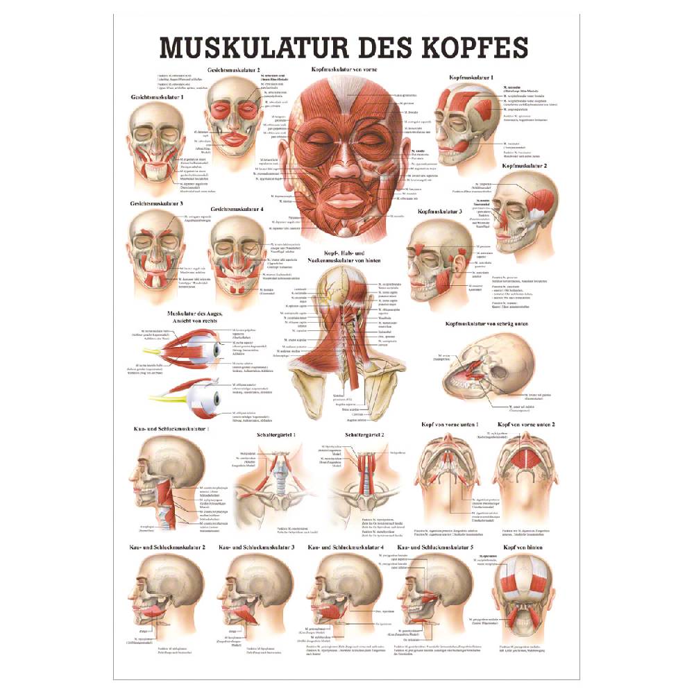 Sport Tec Mini-Poster "Muskulatur des Kopfes", LxB 34x24 cm Letzter Tag