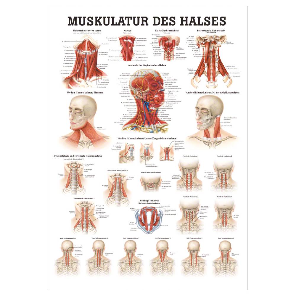 Sport Tec Mini-Poster "Muskulatur des Halses", LxB 34x24 cm Zeitbegrenzte Promotion