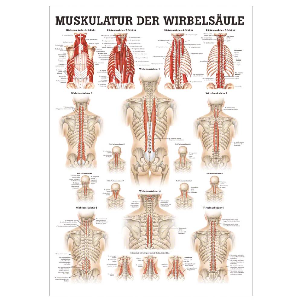Sport Tec Mini-Poster "Muskulatur der Wirbelsäule", LxB 34x24 cm Bis zu 50% Rabatt