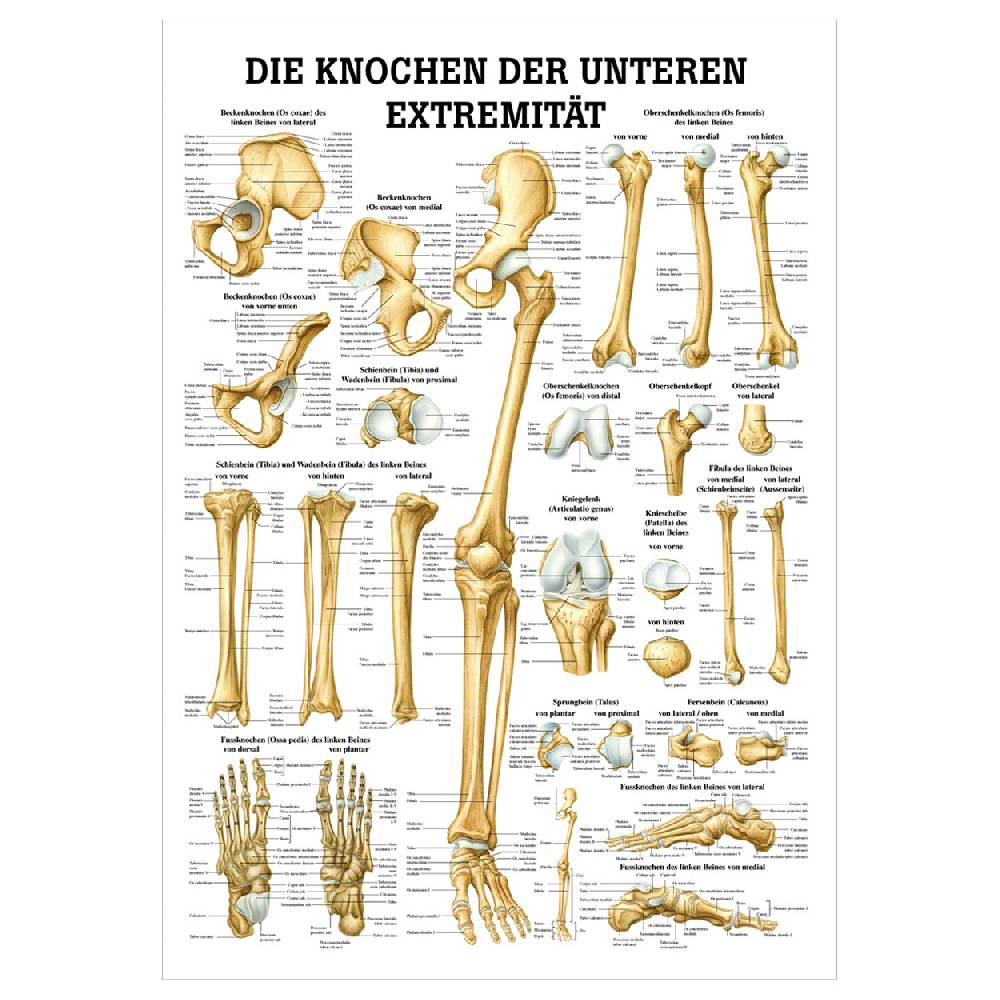 Sport Tec Mini-Poster "Die Knochen der unteren Extremität", LxB 34x24 cm