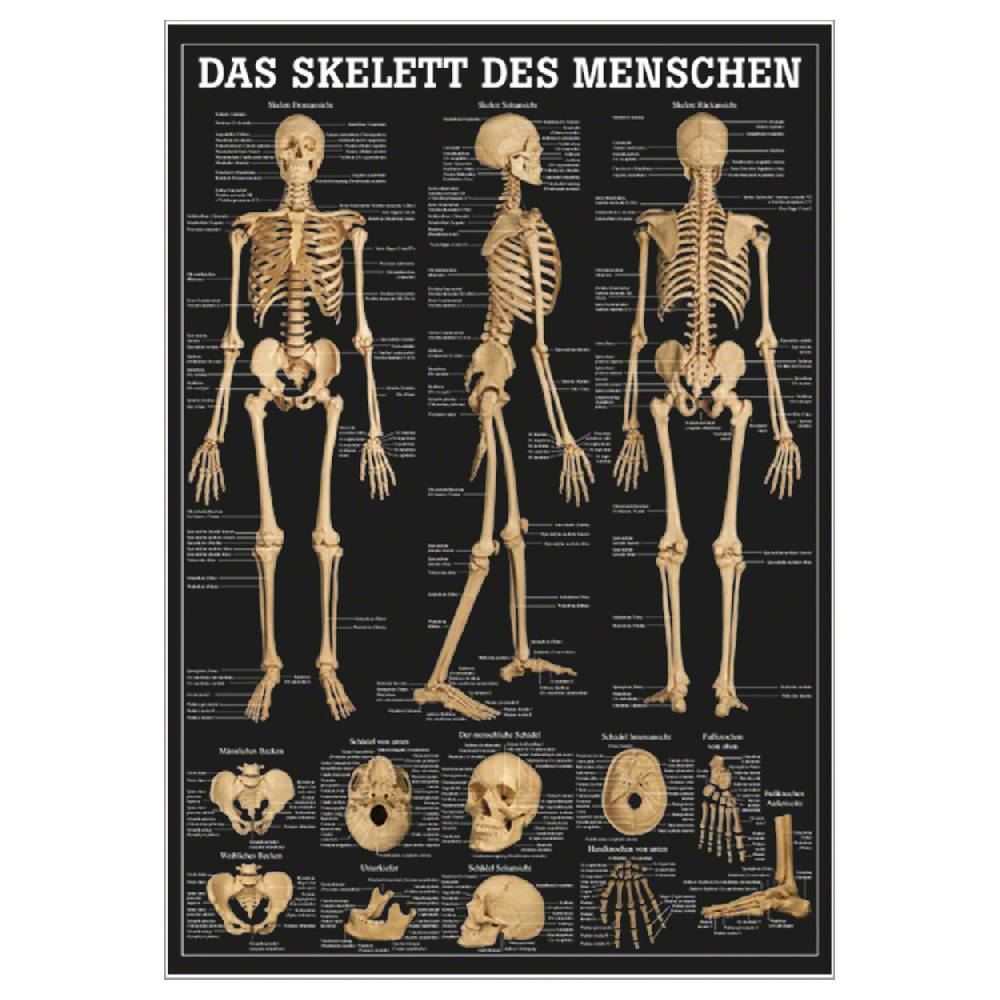 Sport Tec Mini-Poster "Das Skelett des Menschen", LxB 34x24 cm