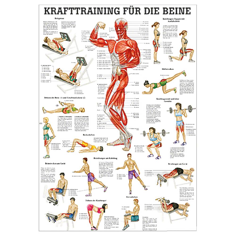 Sport Tec Mini-Poster "Krafttraining Beine", LxB 34x24 cm zollfrei