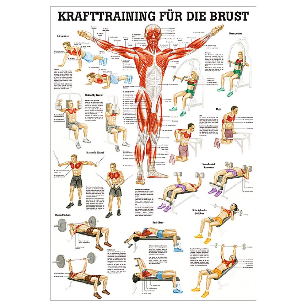 Sport Tec Lehrtafel "Krafttraining Brust", LxB 100x70 cm