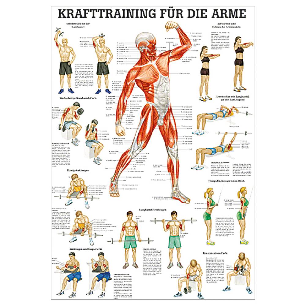 Sport Tec Lehrtafel "Krafttraining Arme", LxB 100x70 cm