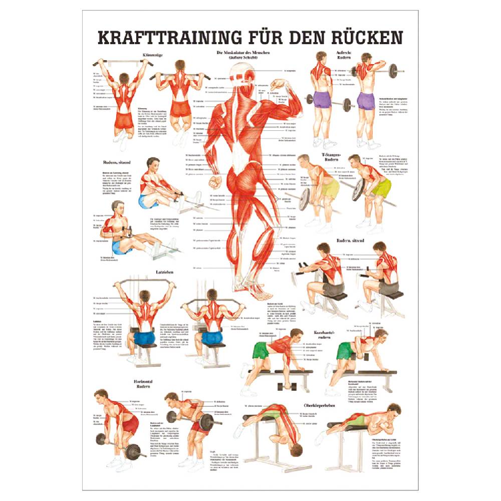Sport Tec Lehrtafel "Kraftraining Rücken", LxB 100x70 cm