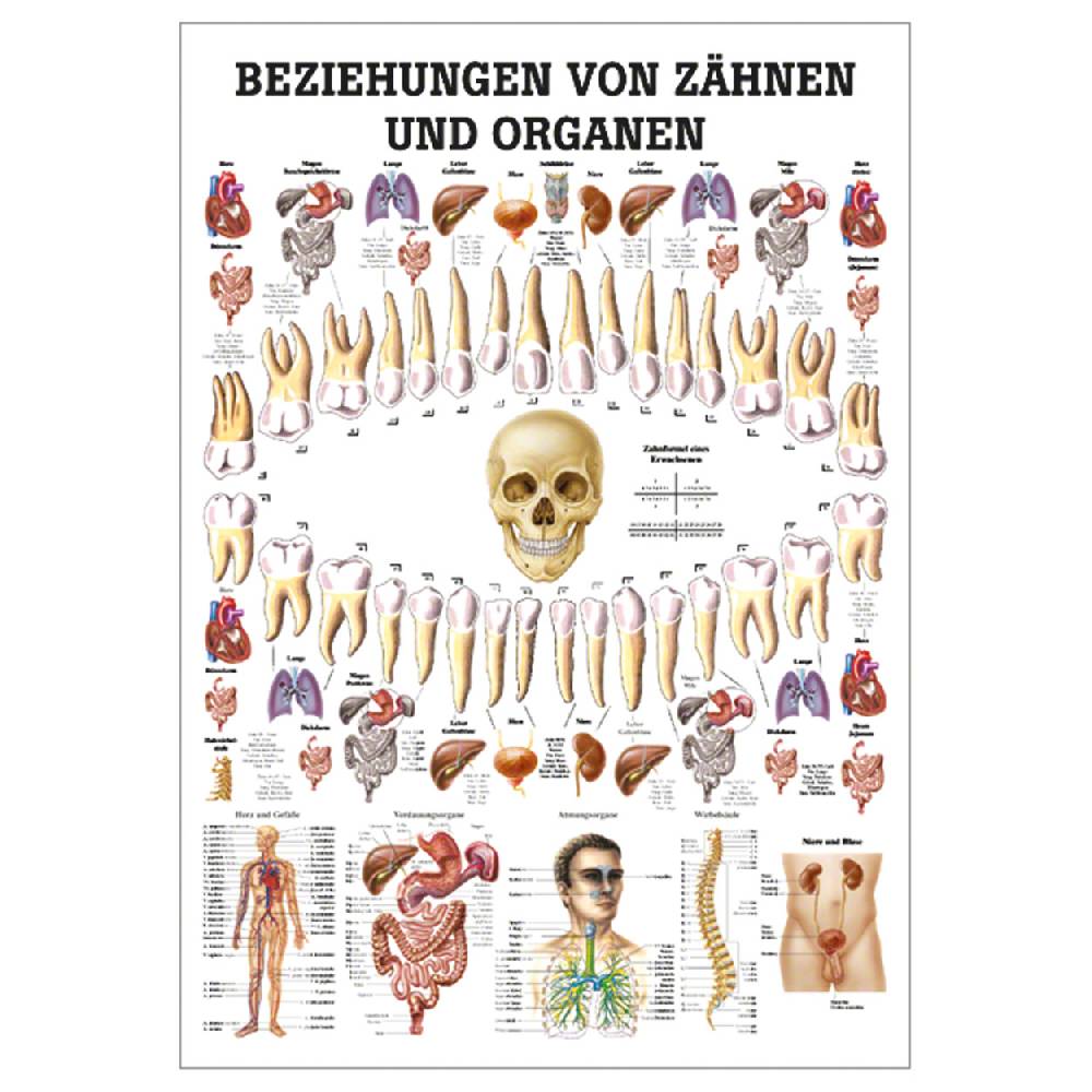 Sport Tec Lehrtafel "Beziehungen von Zähnen und Organen", LxB 100x70 cm