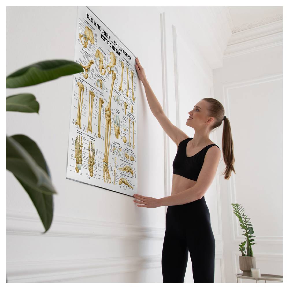 Sport Tec Lehrtafel "Die Knochen der unteren Extremität", LxB 100x70 cm Großer Ausverkauf