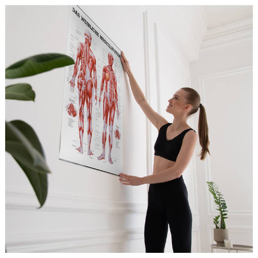 Sport Tec Lehrtafel "Weibliches Muskelsystem", LxB 100x70 cm Online Shopping