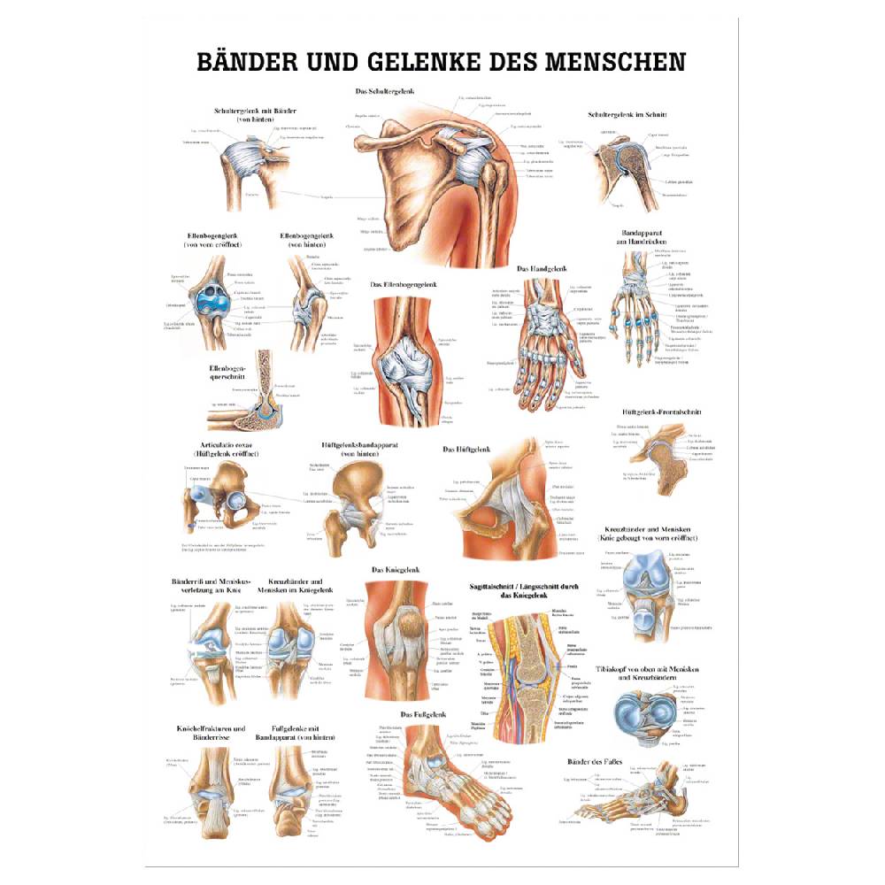 Sport Tec Lehrtafel "Bänder u. Gelenke", LxB 100x70 cm