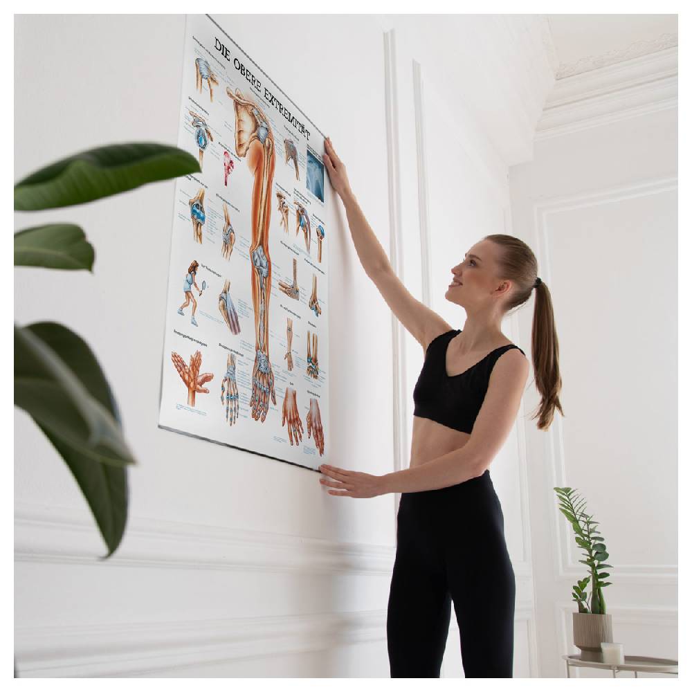 Sport Tec Lehrtafel "Obere Extremität", LxB 100x70 cm Saisonschlussverkauf