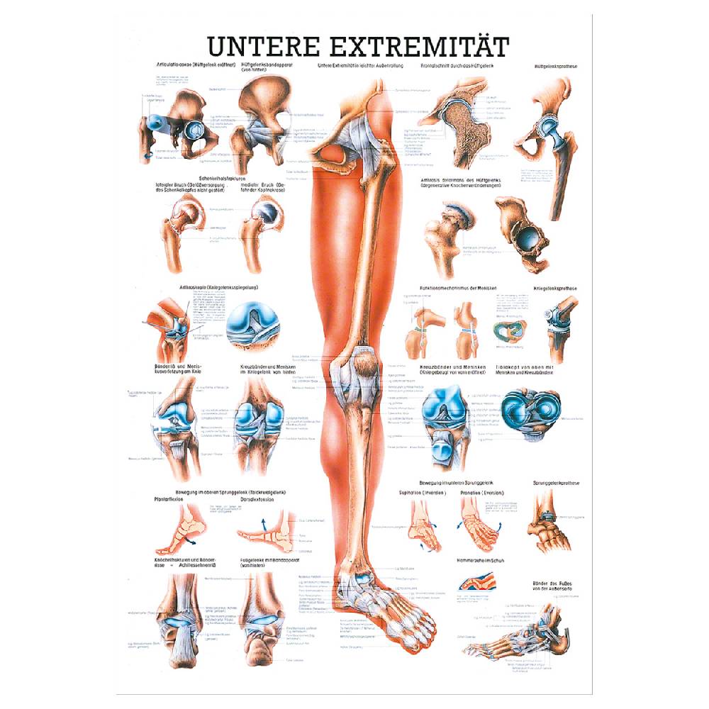 Sport Tec Lehrtafel "Untere Extremität", LxB 100x70 cm
