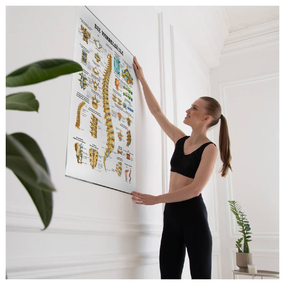 Sport Tec Lehrtafel "Die Wirbelsäule", LxB 100x70 cm Osterangebot