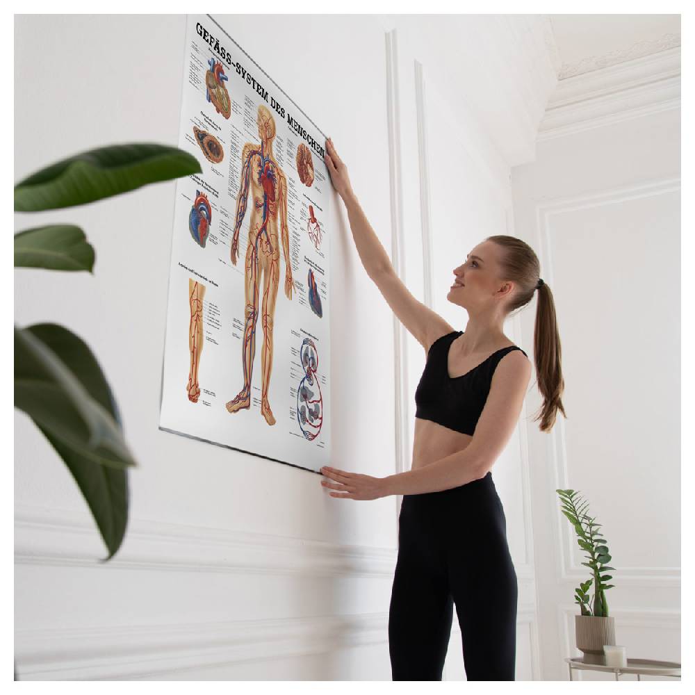 Sport Tec Lehrtafel "Das Gefäßsystem", LxB 100x70 cm Muttertagsangebot