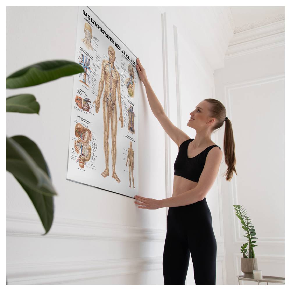 Sport Tec Lehrtafel "Das Lymphsystem", LxB 100x70 cm Vatertagsangebot
