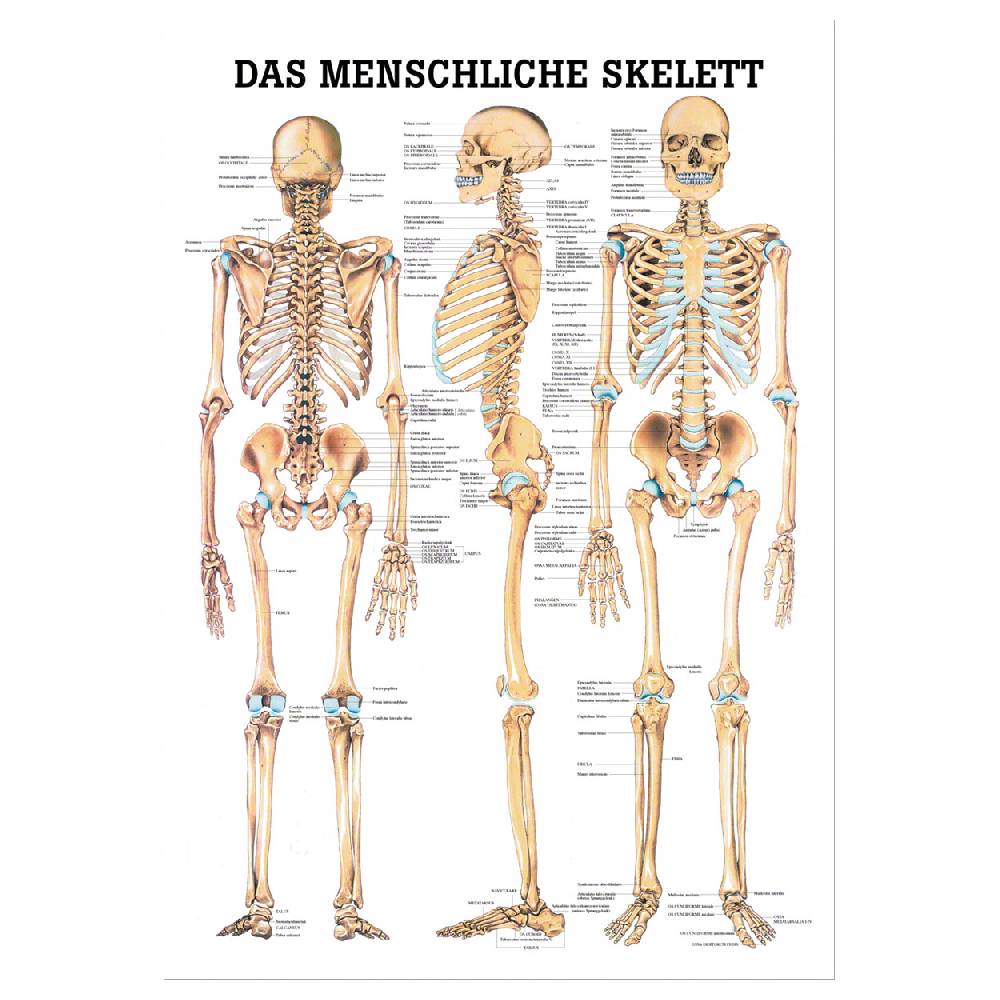 Sport Tec Lehrtafel "Das menschliche Skelett", LxB 100x70 cm Jubiläumsangebot