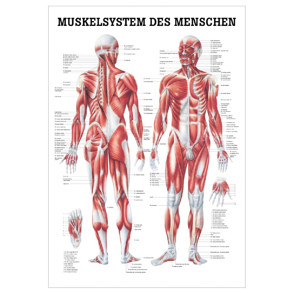 Sport Tec Lehrtafel "Menschliches Muskelsystem", LxB 100x70 cm,