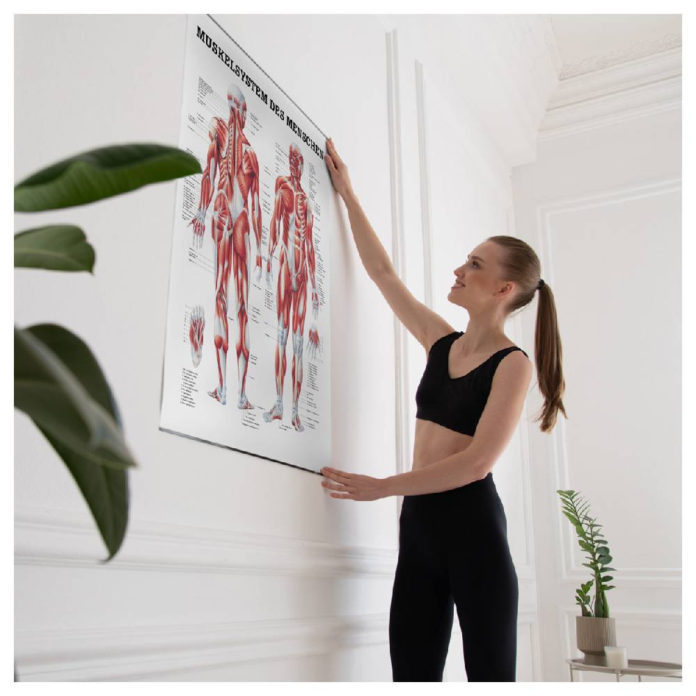 Sport Tec Lehrtafel "Menschliches Muskelsystem", LxB 100x70 cm, Lagerräumung