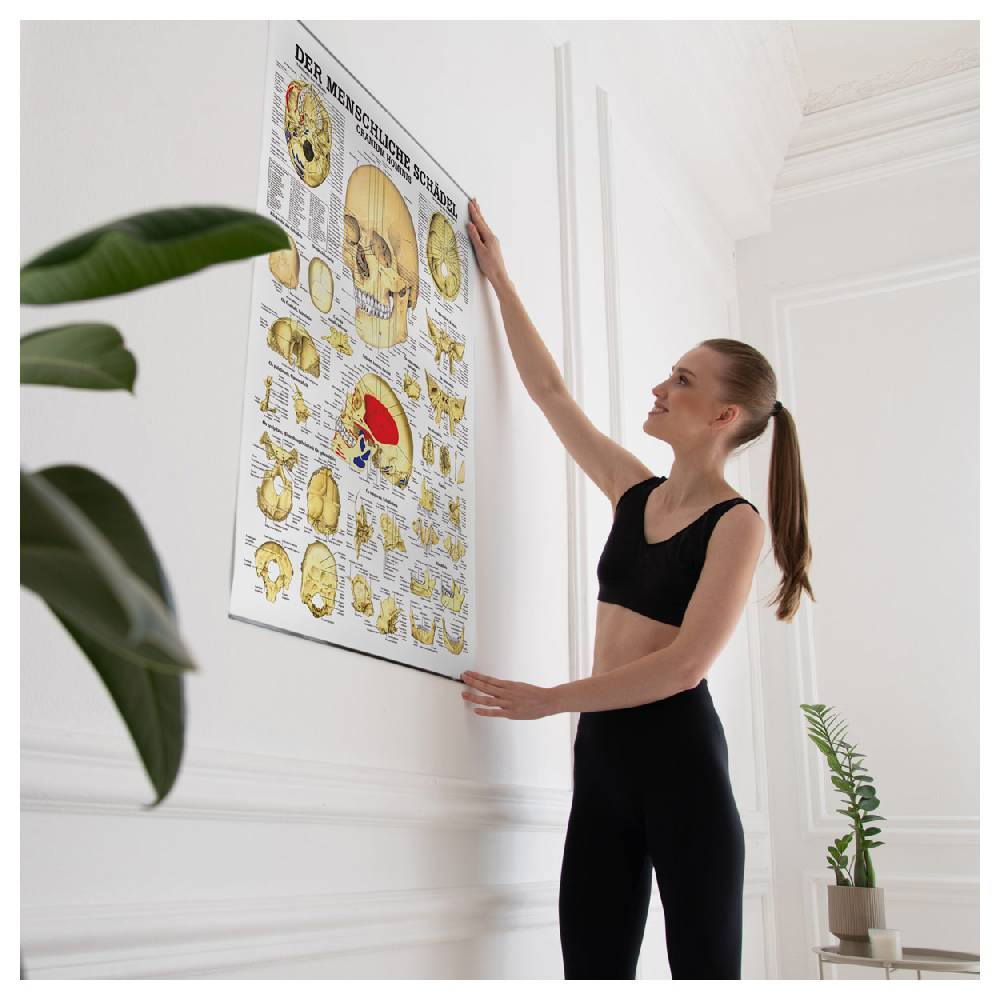 Sport Tec Lehrtafel "Der Schädel", LxB 100x70 cm Top Angebot