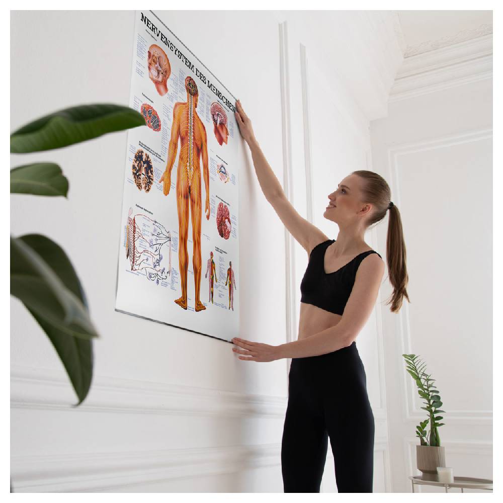 Sport Tec Lehrtafel "Das Nervensystem", LxB 100x70 cm Neueste Mode