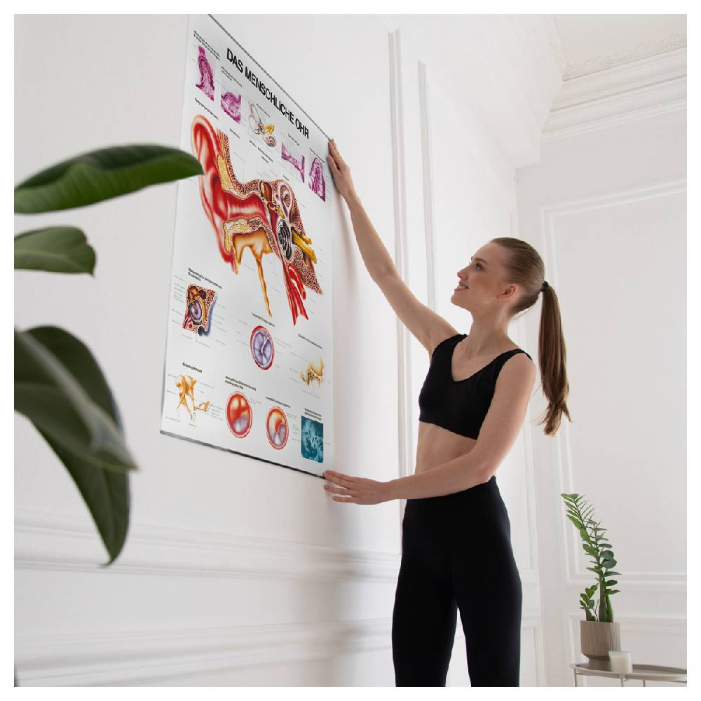 Sport Tec Lehrtafel "Das Ohr", LxB 100x70 cm Zeitlich begrenztes Angebot