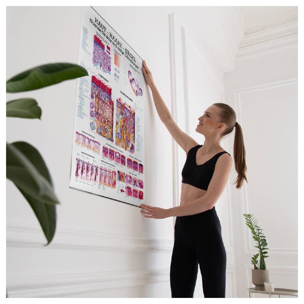 Sport Tec Lehrtafel "Haut-Haare-Nägel", LxB 100x70 cm Exklusive Angebote