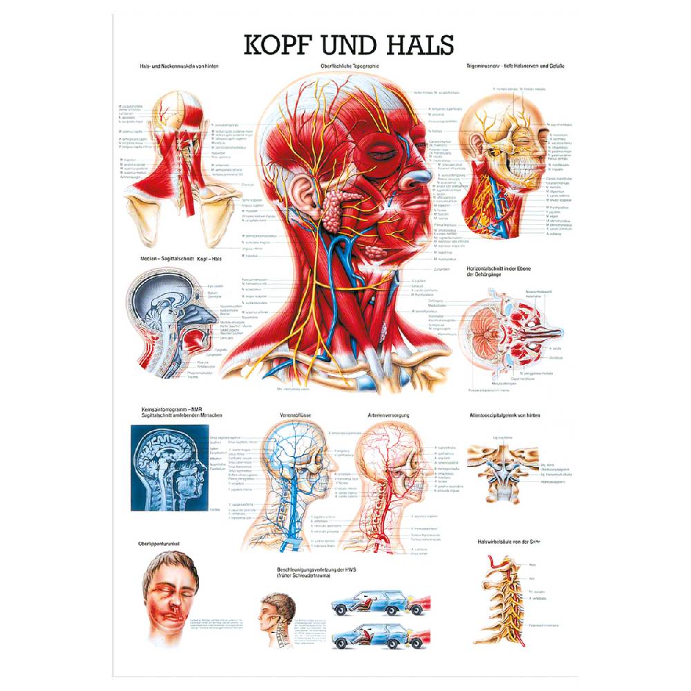 Sport Tec Lehrtafel "Kopf u. Hals", LxB 100x70 cm Blitzangebot