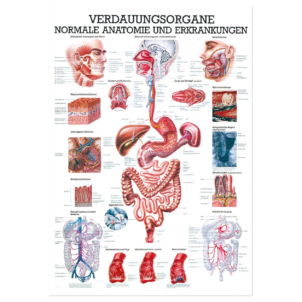 Sport Tec Lehrtafel "Verdauungsorgane", LxB 100x70 cm Große Rabatte