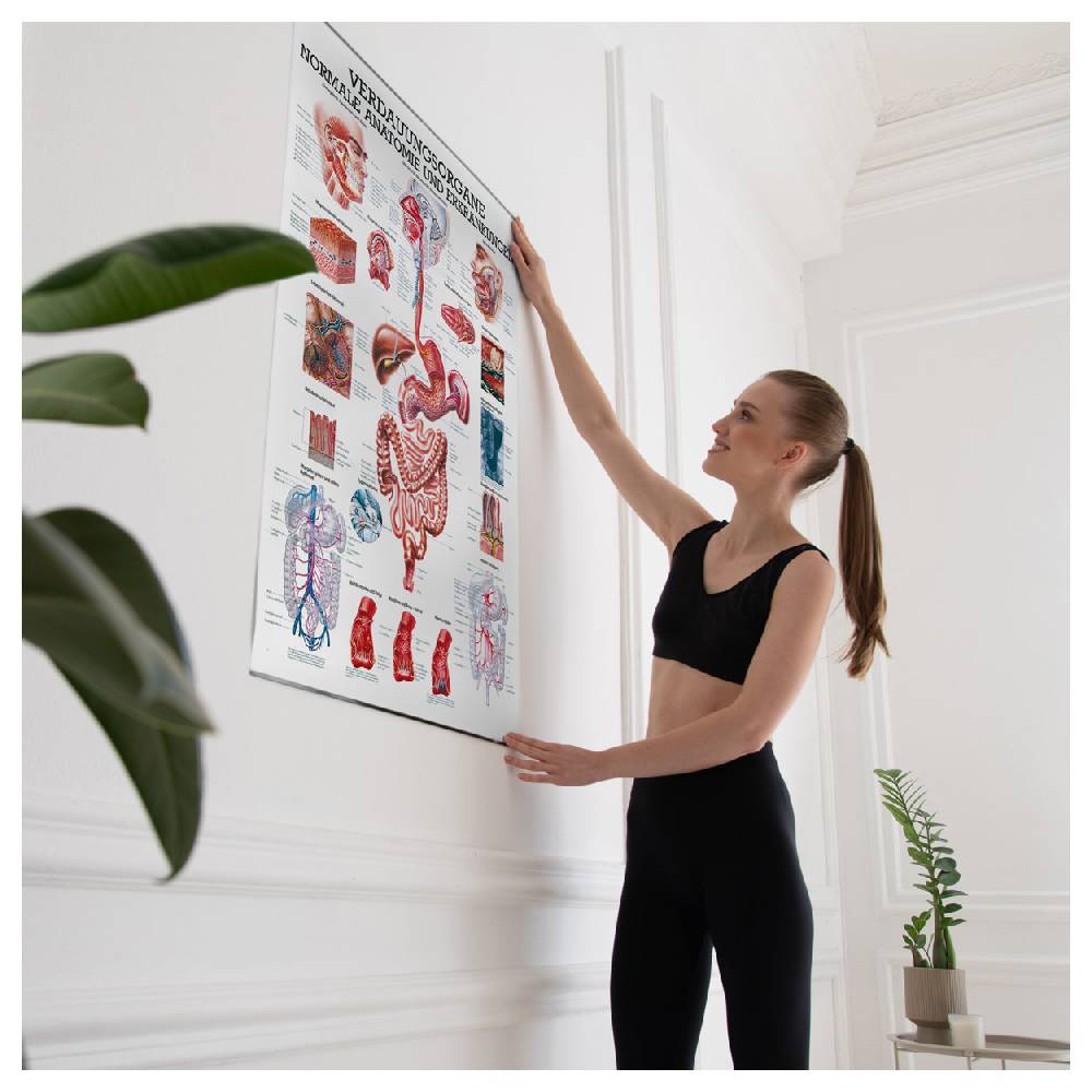 Sport Tec Lehrtafel "Verdauungsorgane", LxB 100x70 cm Große Rabatte