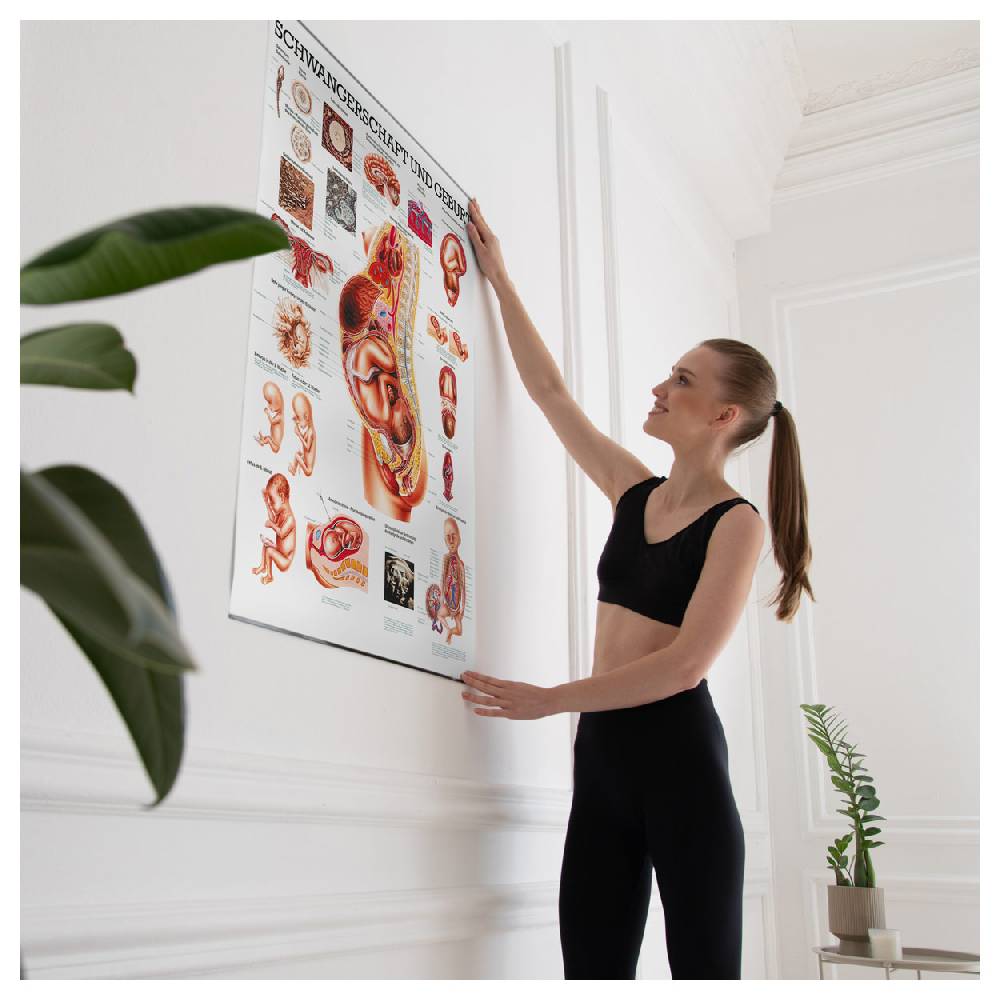 Sport Tec Lehrtafel "Schwangerschaft u. Geburt", LxB 100x70 cm Neuheiten