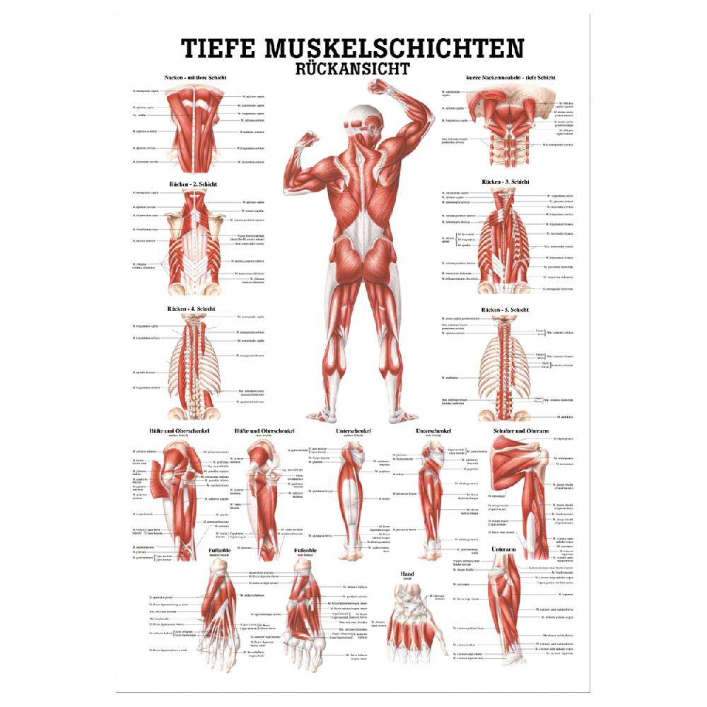 Sport Tec Lehrtafel "Tiefe Muskelschichten-Rücken" , LxB 100x70 cm