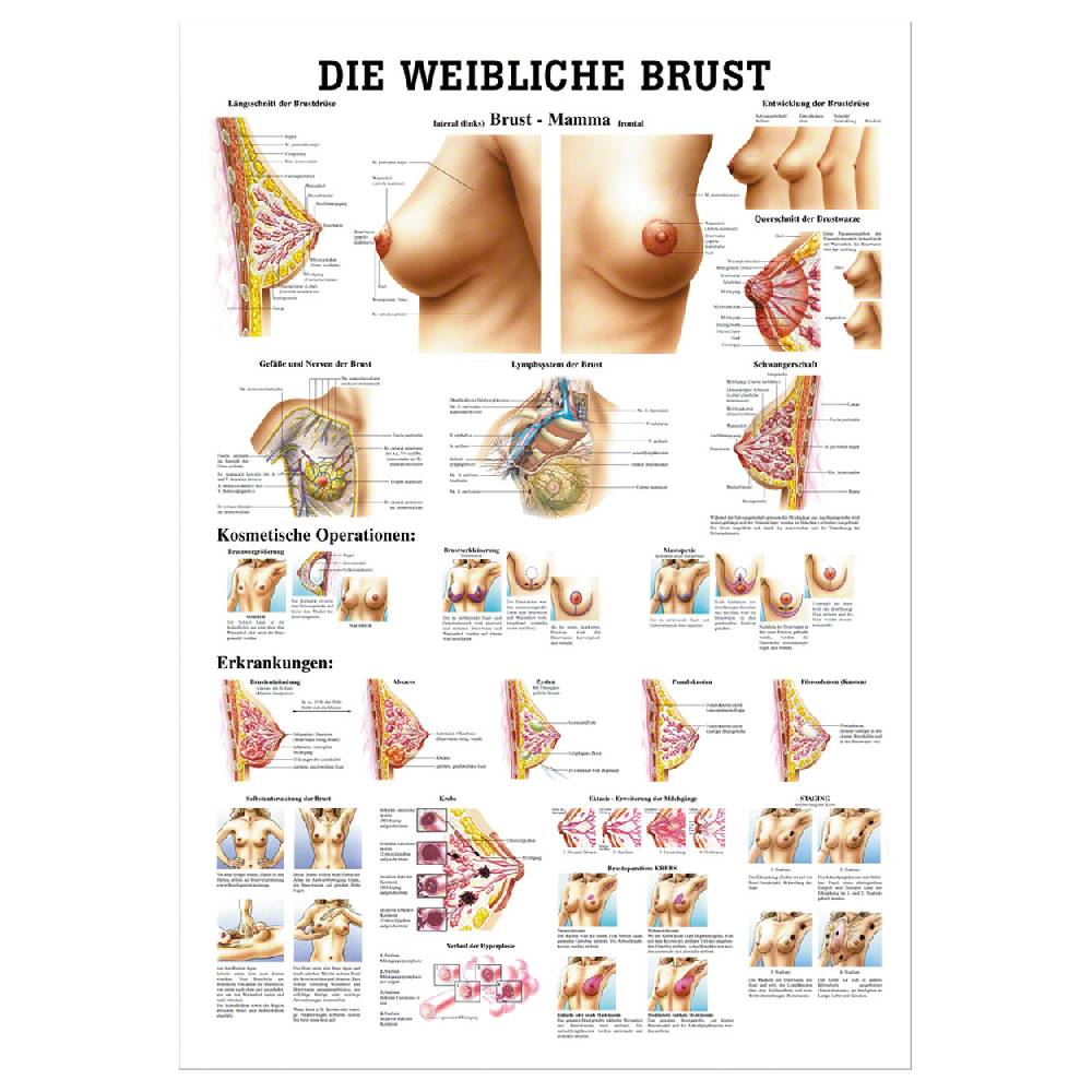 Sport Tec Lehrtafel "Weibliche Brust", LxB 100x70 cm