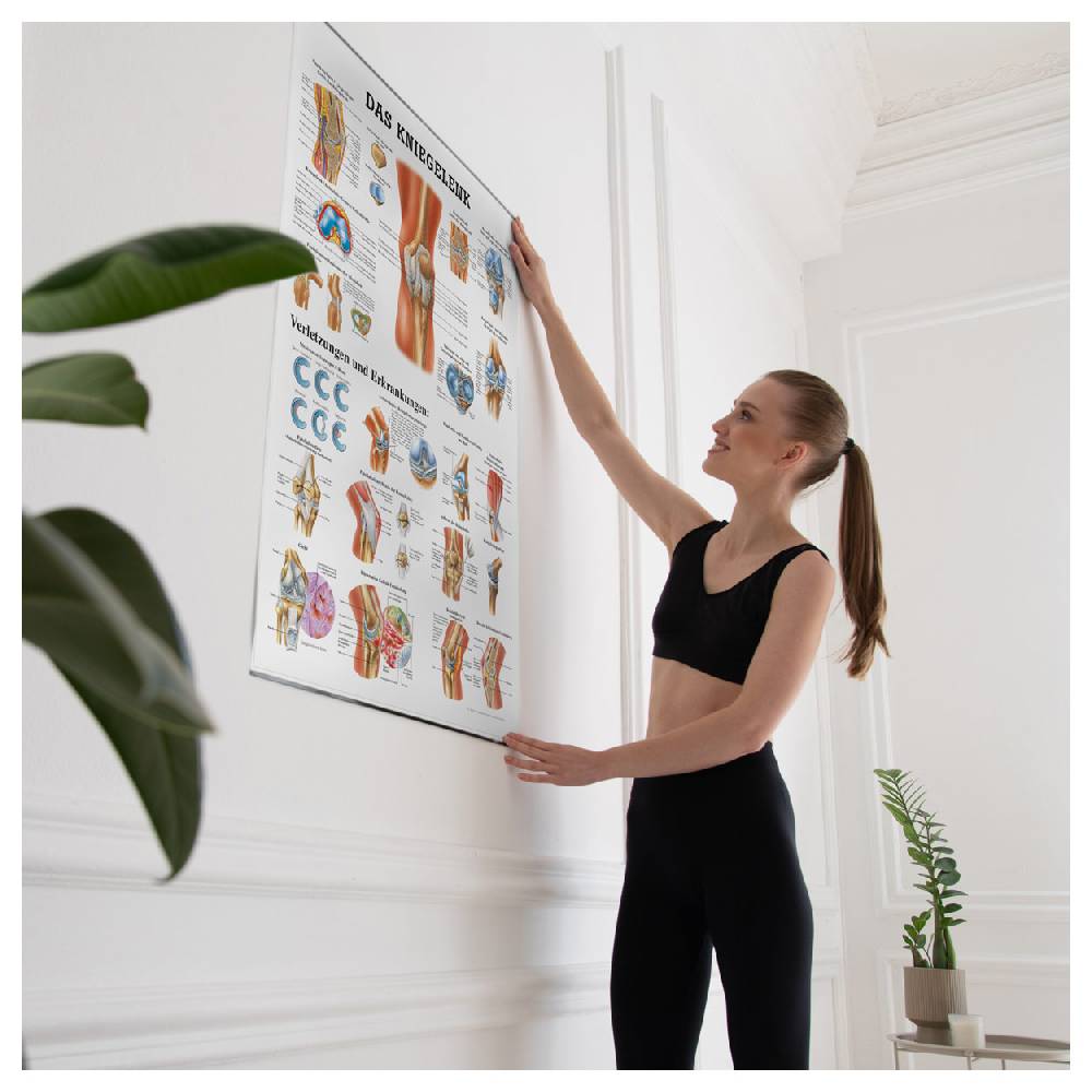 Sport Tec Lehrtafel "Das Kniegelenk", LxB 100x70 cm Räumungsverkauf