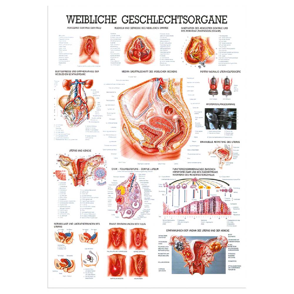 Sport Tec Lehrtafel "Weibliche Geschlechtsorgane", LxB 100x70 cm Tägliche Deals