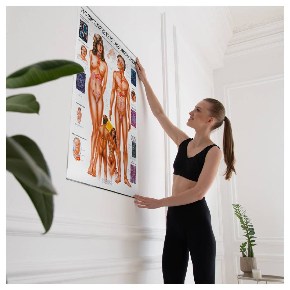 Sport Tec Lehrtafel "Das Hormonsystem", LxB 100x70 cm Riesige Ersparnisse